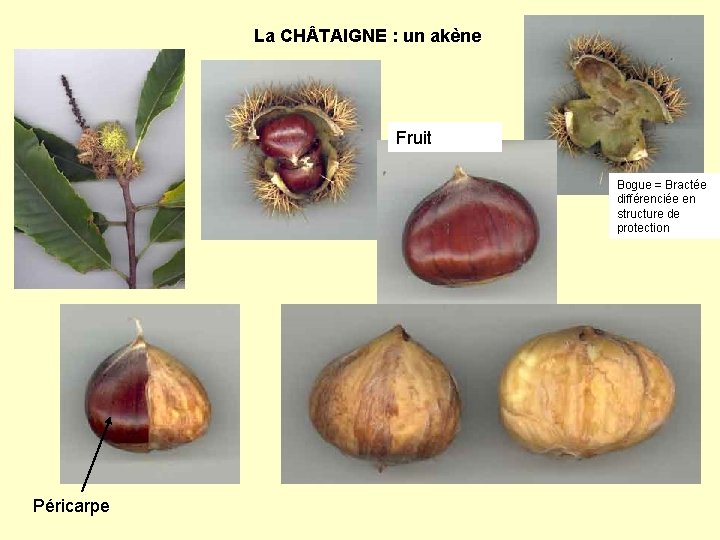 La CH TAIGNE : un akène Fruit Bogue = Bractée différenciée en structure de