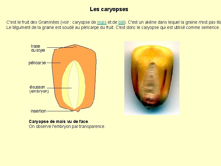 Les caryopses C'est le fruit des Graminées (voir : caryopse de maïs et de