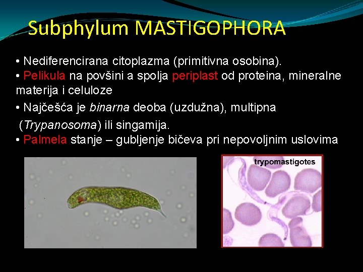 • Gombák és paraziták Mastigophora paraziták