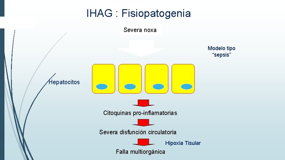 IHAG : Fisiopatogenia Severa noxa Modelo tipo “sepsis” Hepatocitos Citoquinas pro-inflamatorias Severa disfunción circulatoria IHAG : Fisiopatogenia Severa noxa Modelo tipo “sepsis” Hepatocitos Citoquinas pro-inflamatorias Severa disfunción circulatoria