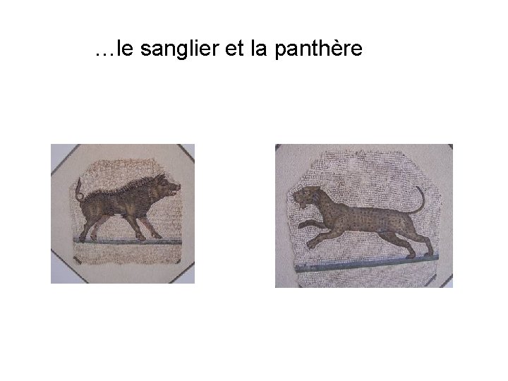 …le sanglier et la panthère 