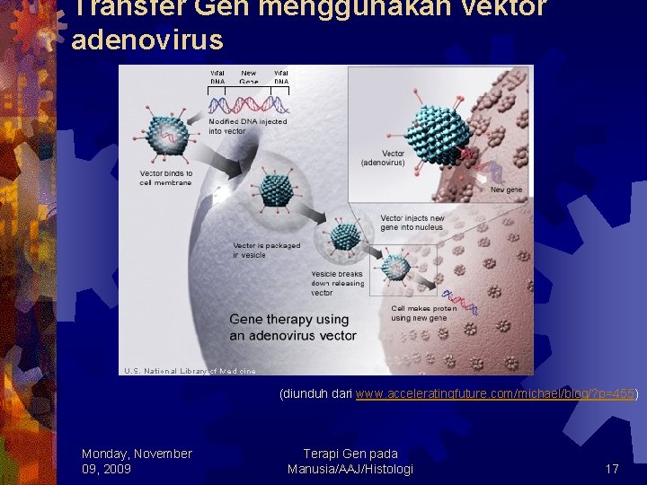 Transfer Gen menggunakan vektor adenovirus (diunduh dari www. acceleratingfuture. com/michael/blog/? p=455) Monday, November 09,