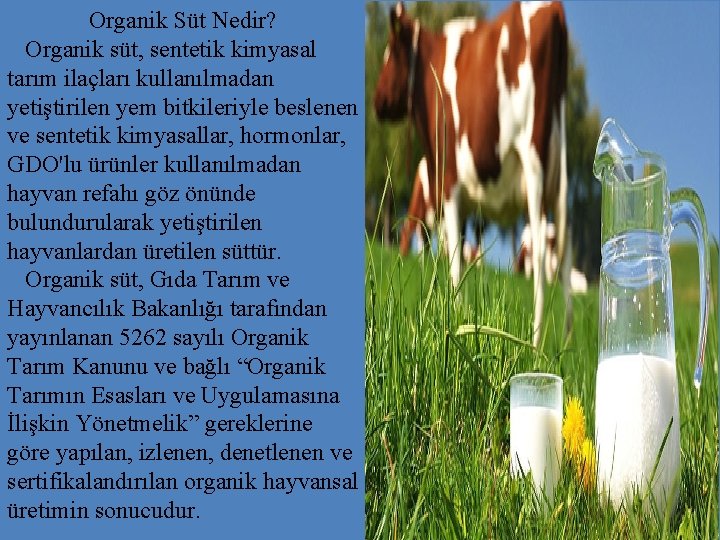 Organik Süt Nedir? Organik süt, sentetik kimyasal tarım ilaçları kullanılmadan yetiştirilen yem bitkileriyle beslenen