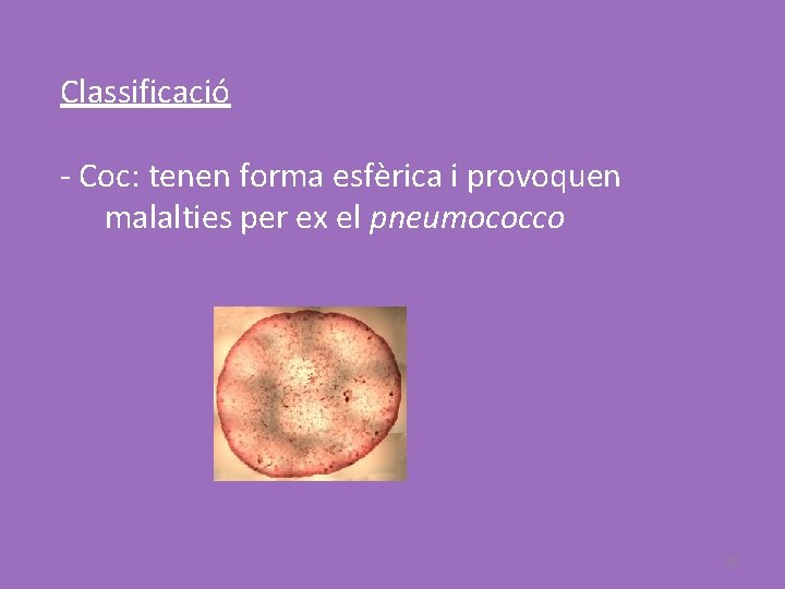 Classificació - Coc: tenen forma esfèrica i provoquen malalties per ex el pneumococco 22