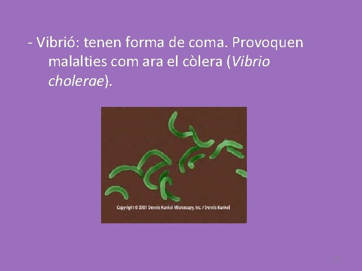 - Vibrió: tenen forma de coma. Provoquen malalties com ara el còlera (Vibrio cholerae).