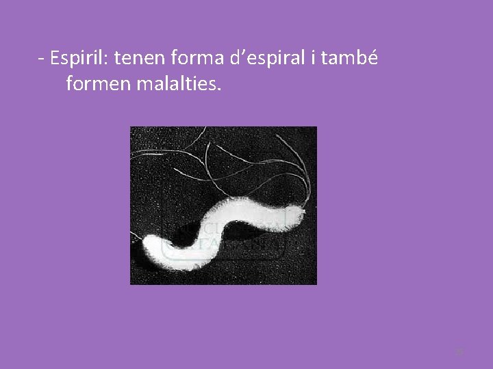 - Espiril: tenen forma d’espiral i també formen malalties. 25 