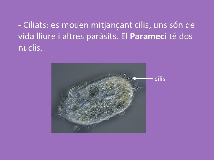 - Ciliats: es mouen mitjançant cilis, uns són de vida lliure i altres paràsits.