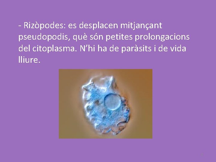 - Rizòpodes: es desplacen mitjançant pseudopodis, què són petites prolongacions del citoplasma. N’hi ha