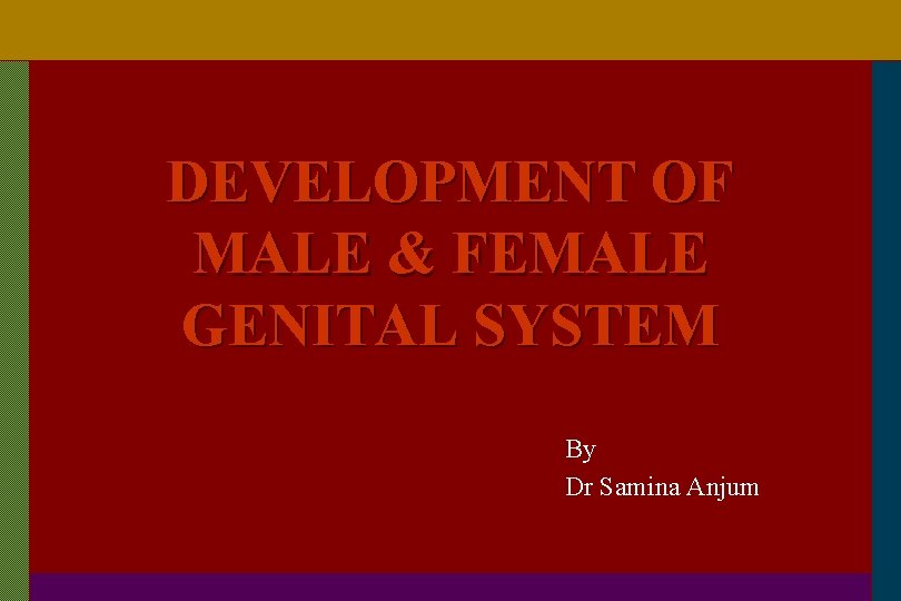 DEVELOPMENT OF MALE & FEMALE GENITAL SYSTEM By Dr Samina Anjum 