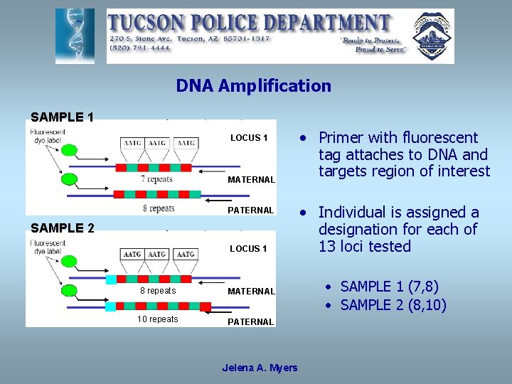 DNA Amplification SAMPLE 1 LOCUS 1 MATERNAL PATERNAL SAMPLE 2 LOCUS 1 8 repeats