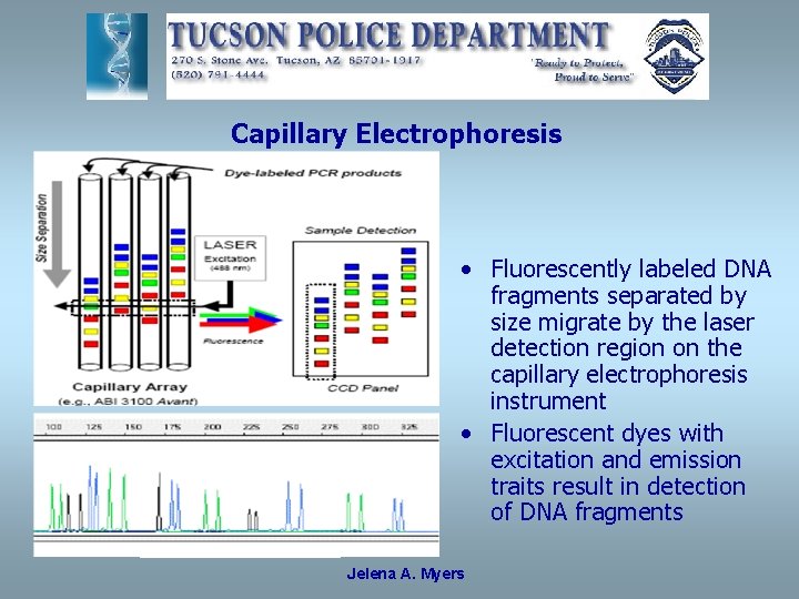 Capillary Electrophoresis • Fluorescently labeled DNA fragments separated by size migrate by the laser
