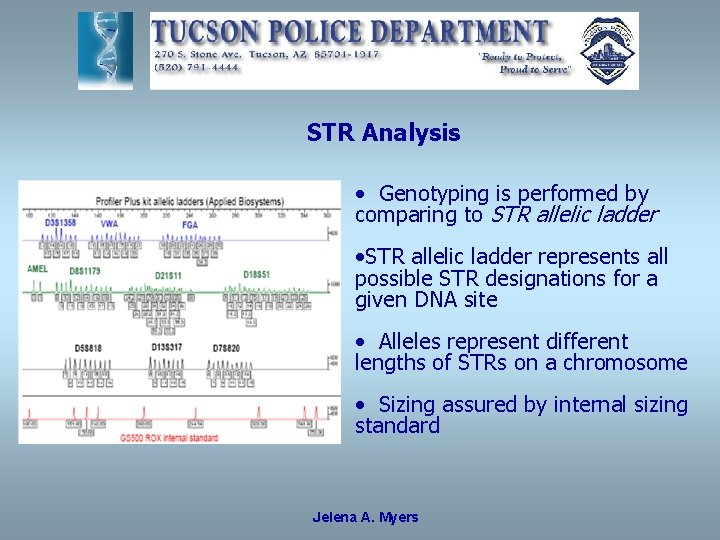 STR Analysis • Genotyping is performed by comparing to STR allelic ladder • STR