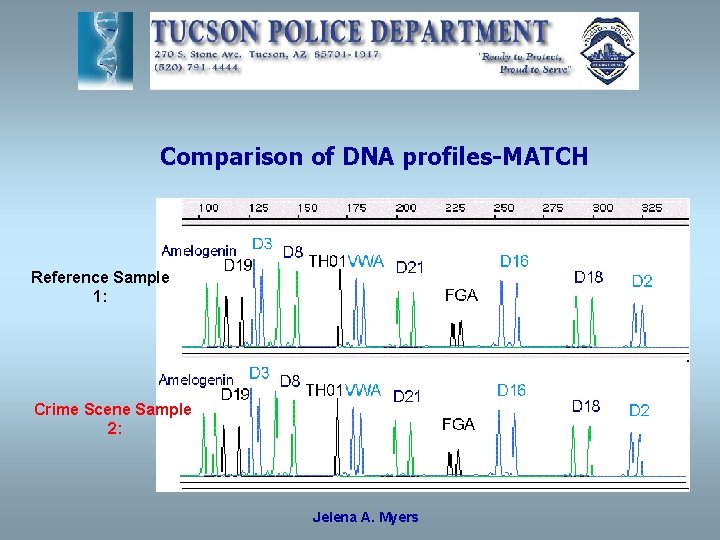 Comparison of DNA profiles-MATCH Reference Sample 1: Crime Scene Sample 2: Jelena A. Myers