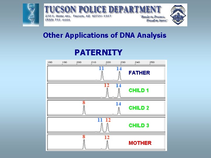 Other Applications of DNA Analysis PATERNITY FATHER CHILD 1 CHILD 2 CHILD 3 MOTHER