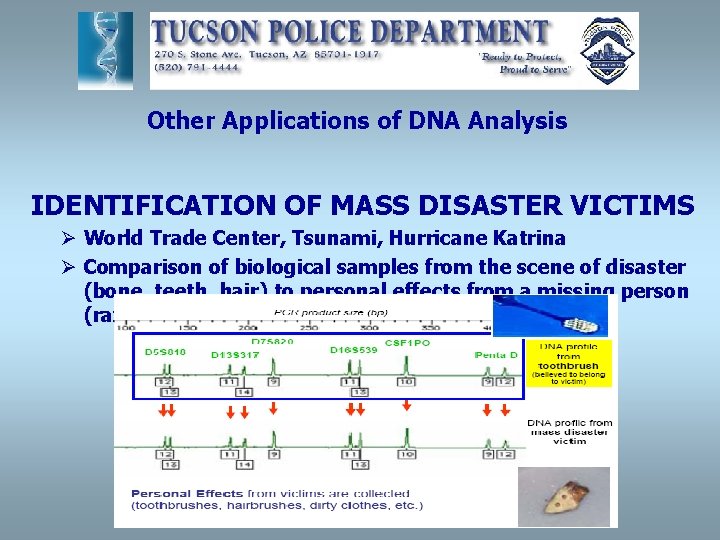 Other Applications of DNA Analysis IDENTIFICATION OF MASS DISASTER VICTIMS Ø World Trade Center,