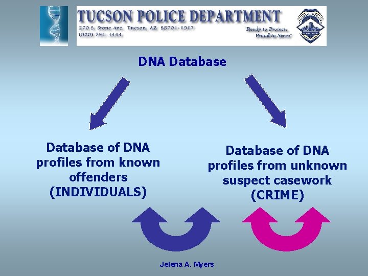 DNA Database of DNA profiles from known offenders (INDIVIDUALS) Database of DNA profiles from