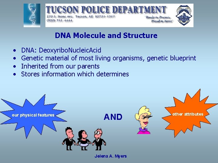 DNA Molecule and Structure • • DNA: Deoxyribo. Nucleic. Acid Genetic material of most