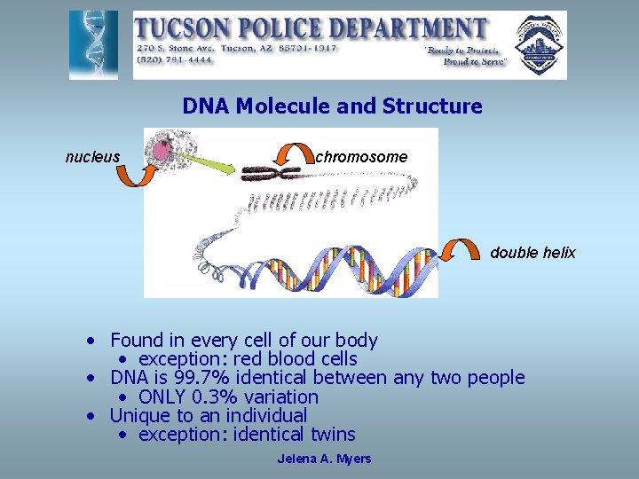 DNA Molecule and Structure nucleus chromosome double helix • Found in every cell of