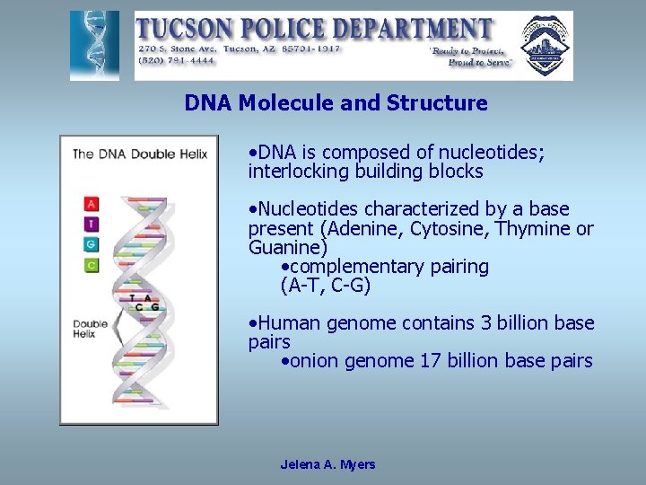 DNA Molecule and Structure • DNA is composed of nucleotides; interlocking building blocks •