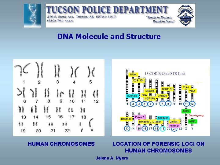 DNA Molecule and Structure HUMAN CHROMOSOMES LOCATION OF FORENSIC LOCI ON HUMAN CHROMOSOMES Jelena