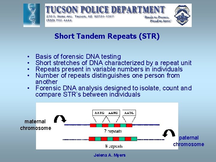 Short Tandem Repeats (STR) • • Basis of forensic DNA testing Short stretches of