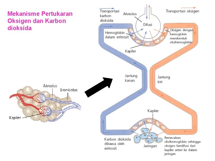 Mekanisme Pertukaran Oksigen dan Karbon dioksida Mekanisme Pertukaran Oksigen dan Karbon dioksida