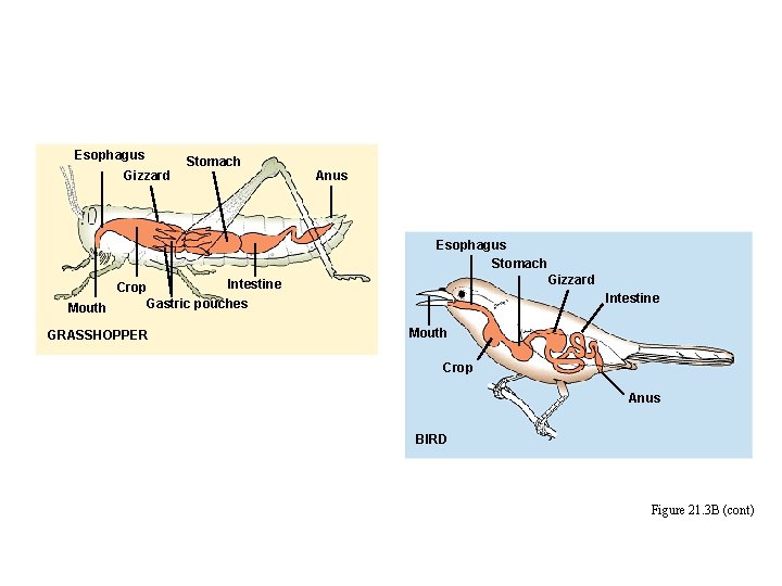 Esophagus Gizzard Stomach Anus Esophagus Stomach Gizzard Intestine Crop Gastric pouches Mouth GRASSHOPPER Intestine Esophagus Gizzard Stomach Anus Esophagus Stomach Gizzard Intestine Crop Gastric pouches Mouth GRASSHOPPER Intestine