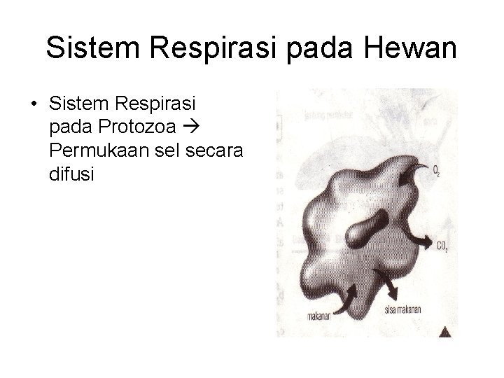 Sistem Respirasi pada Hewan • Sistem Respirasi pada Protozoa Permukaan sel secara difusi Sistem Respirasi pada Hewan • Sistem Respirasi pada Protozoa Permukaan sel secara difusi