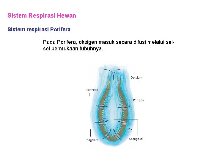 Sistem Respirasi Hewan Sistem respirasi Porifera Pada Porifera, oksigen masuk secara difusi melalui selsel Sistem Respirasi Hewan Sistem respirasi Porifera Pada Porifera, oksigen masuk secara difusi melalui selsel