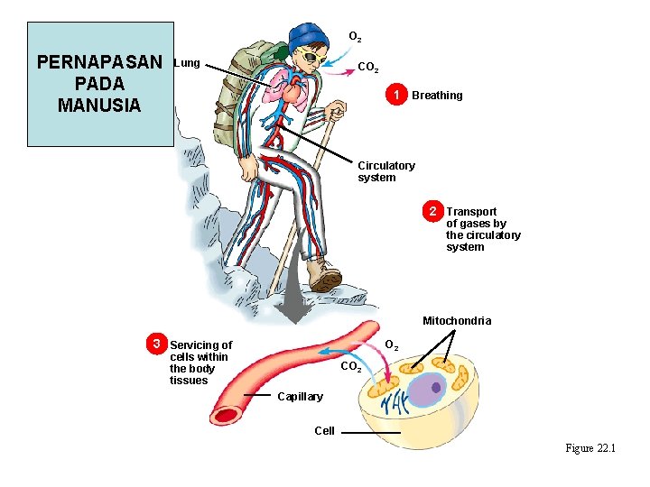 O 2 PERNAPASAN PADA MANUSIA Lung CO 2 1 Breathing Circulatory system 2 Transport O 2 PERNAPASAN PADA MANUSIA Lung CO 2 1 Breathing Circulatory system 2 Transport