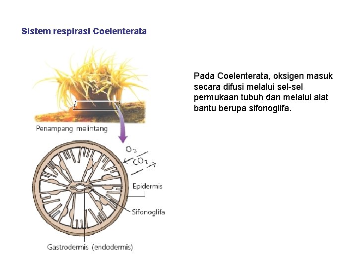 Sistem respirasi Coelenterata Pada Coelenterata, oksigen masuk secara difusi melalui sel-sel permukaan tubuh dan Sistem respirasi Coelenterata Pada Coelenterata, oksigen masuk secara difusi melalui sel-sel permukaan tubuh dan