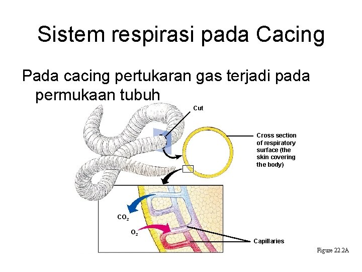 Sistem respirasi pada Cacing Pada cacing pertukaran gas terjadi pada permukaan tubuh Cut Cross Sistem respirasi pada Cacing Pada cacing pertukaran gas terjadi pada permukaan tubuh Cut Cross