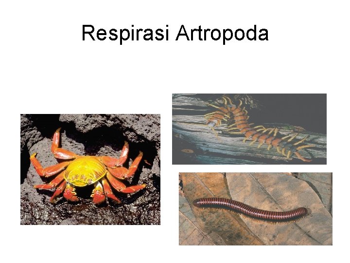 Respirasi Artropoda Respirasi Artropoda