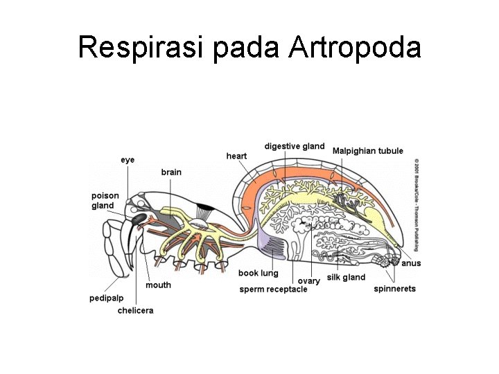 Respirasi pada Artropoda Respirasi pada Artropoda