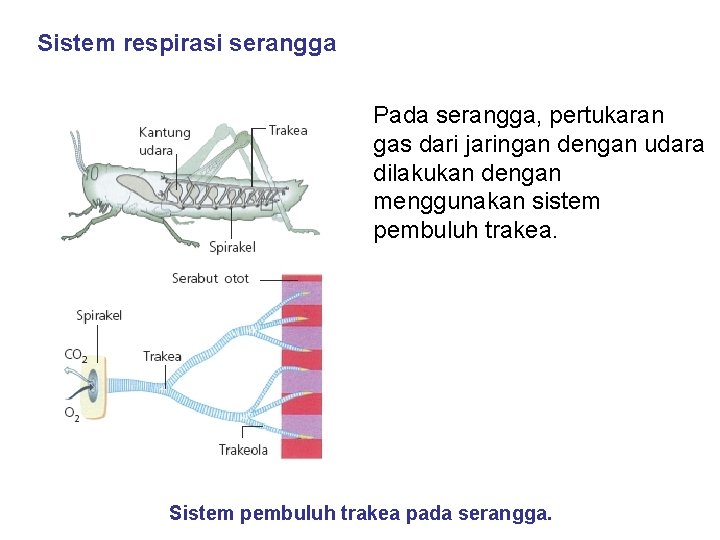 Sistem respirasi serangga Pada serangga, pertukaran gas dari jaringan dengan udara dilakukan dengan menggunakan Sistem respirasi serangga Pada serangga, pertukaran gas dari jaringan dengan udara dilakukan dengan menggunakan