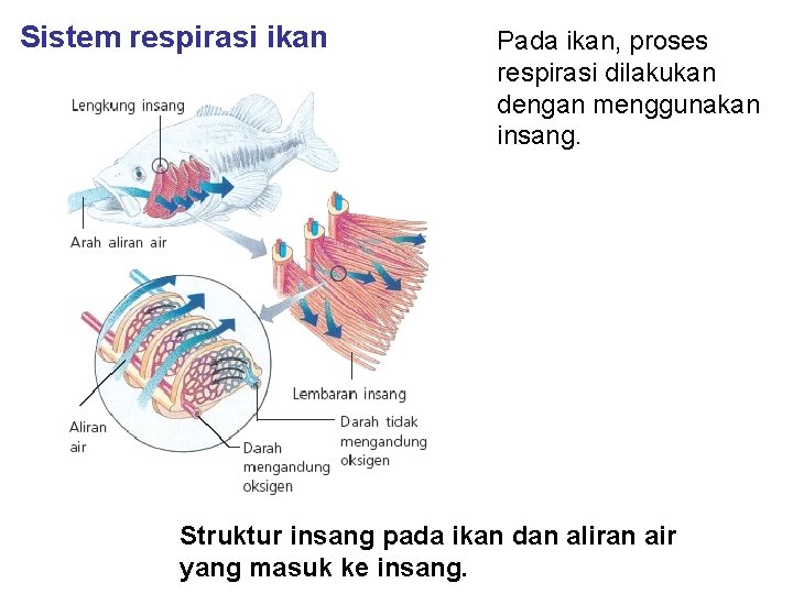 Sistem respirasi ikan Pada ikan, proses respirasi dilakukan dengan menggunakan insang. Struktur insang pada Sistem respirasi ikan Pada ikan, proses respirasi dilakukan dengan menggunakan insang. Struktur insang pada