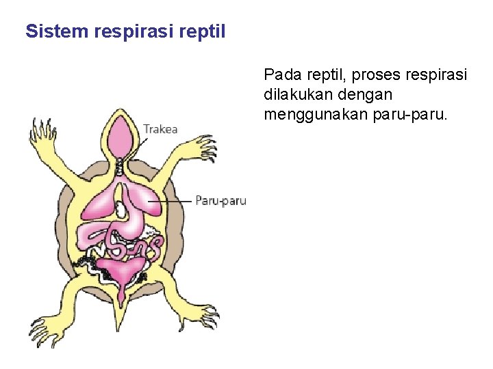 Sistem respirasi reptil Pada reptil, proses respirasi dilakukan dengan menggunakan paru-paru. Sistem respirasi reptil Pada reptil, proses respirasi dilakukan dengan menggunakan paru-paru.