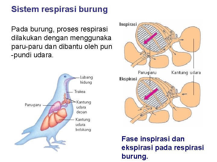 Sistem respirasi burung Pada burung, proses respirasi dilakukan dengan menggunakan paru-paru dan dibantu oleh Sistem respirasi burung Pada burung, proses respirasi dilakukan dengan menggunakan paru-paru dan dibantu oleh