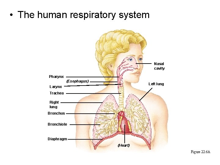 • The human respiratory system Nasal cavity Pharynx (Esophagus) Left lung Larynx Trachea • The human respiratory system Nasal cavity Pharynx (Esophagus) Left lung Larynx Trachea