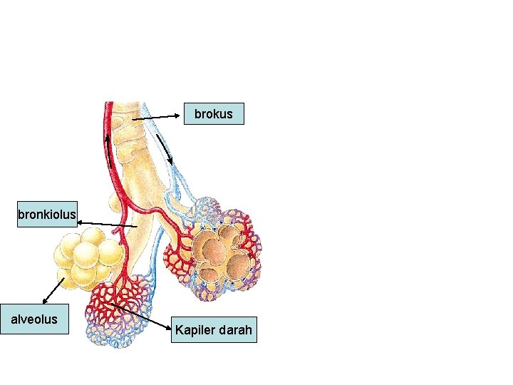 brokus bronkiolus alveolus Kapiler darah brokus bronkiolus alveolus Kapiler darah