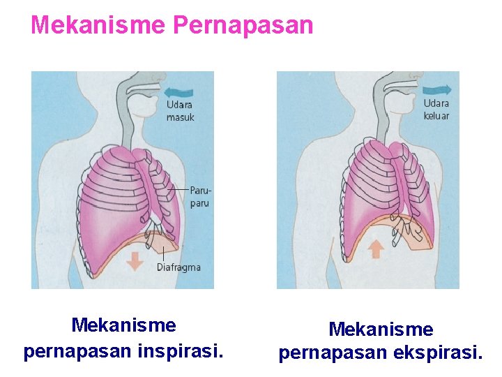 Mekanisme Pernapasan Mekanisme pernapasan inspirasi. Mekanisme pernapasan ekspirasi. Mekanisme Pernapasan Mekanisme pernapasan inspirasi. Mekanisme pernapasan ekspirasi.