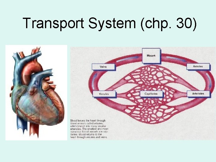 Transport System (chp. 30) 