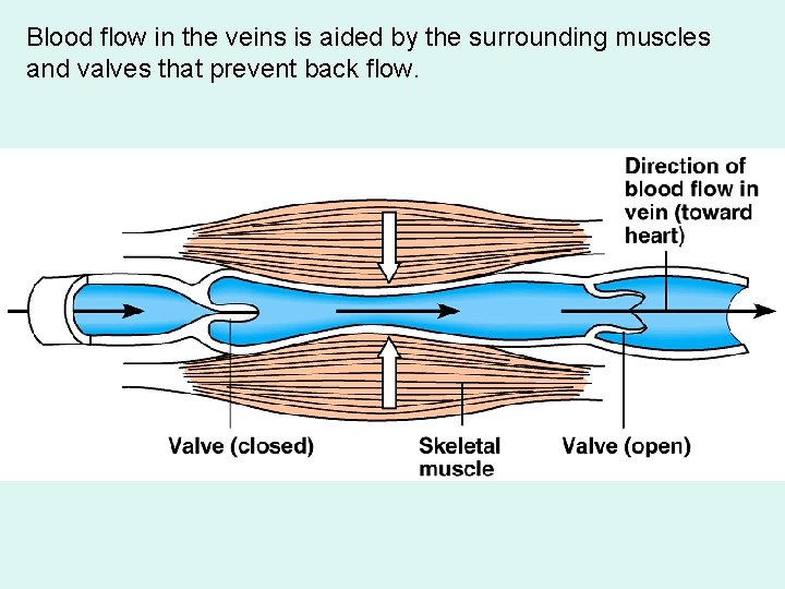 Blood flow in the veins is aided by the surrounding muscles and valves that