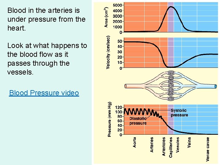 Blood in the arteries is under pressure from the heart. Look at what happens