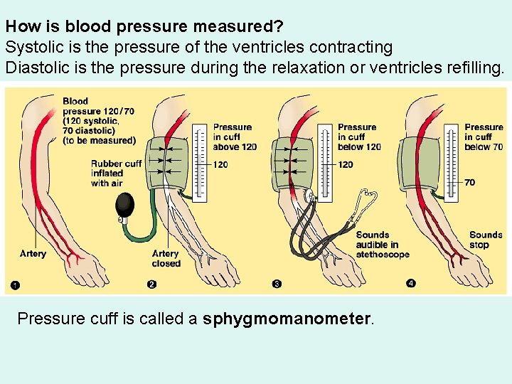 How is blood pressure measured? Systolic is the pressure of the ventricles contracting Diastolic