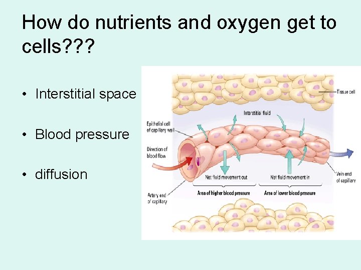 How do nutrients and oxygen get to cells? ? ? • Interstitial space •