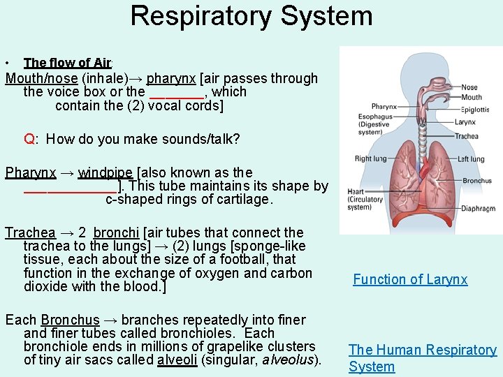 Respiratory System • The flow of Air: Mouth/nose (inhale)→ pharynx [air passes through the