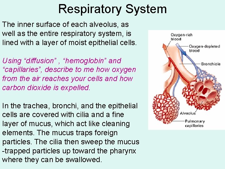 Respiratory System The inner surface of each alveolus, as well as the entire respiratory