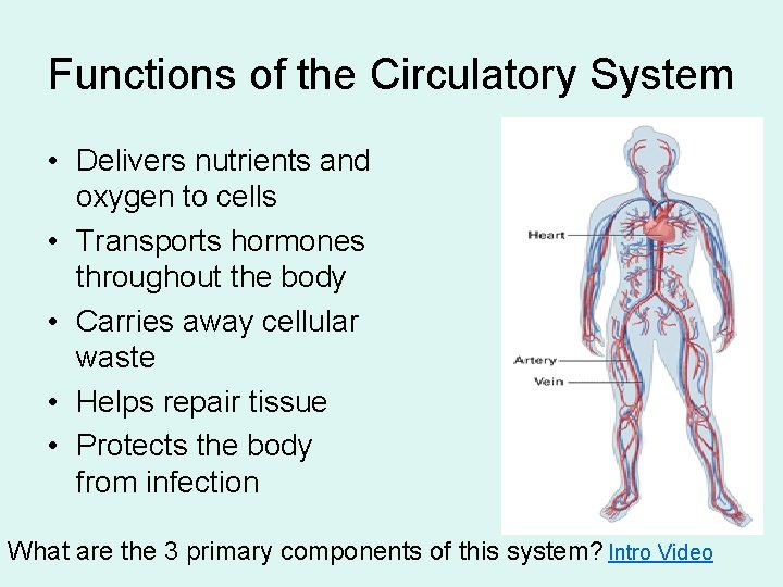 Functions of the Circulatory System • Delivers nutrients and oxygen to cells • Transports