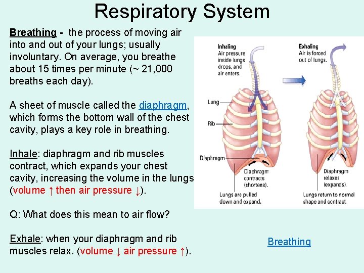 Respiratory System Breathing - the process of moving air into and out of your